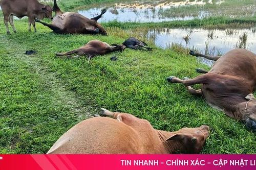 5 con bò bị sét đánh chết giữa đồng ở Hà Tĩnh