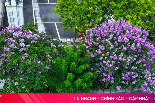 Mê mẩn những góc phố rực rỡ sắc hoa ở phường Thành Sen