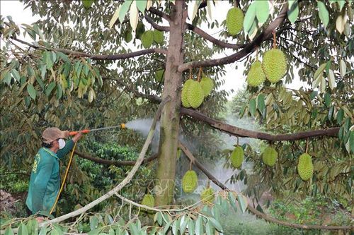 Chuyển hướng canh tác sầu riêng theo hướng hữu cơ