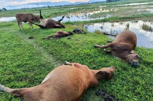 Một tia sét đánh trúng bãi chăn thả, 5 con bò chết tại chỗ