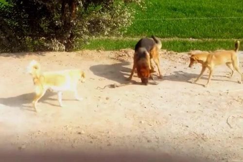 Rắn hổ mang tử chiến với 3 chó nhà, cái kết khiến nhiều người rùng mình
