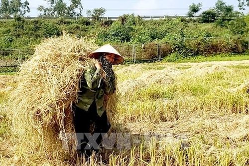 Đánh thức 'mỏ vàng' từ phụ phẩm nông nghiệp