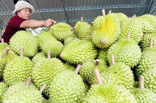 Xuất khẩu sầu riêng bứt phá, nhiều thị trường ghi nhận mức tăng trưởng rất cao