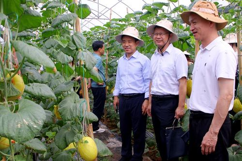 Bắc Ninh khảo nghiệm thành công nhiều giống lúa, hoa màu năng suất cao