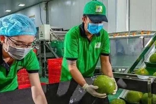 Bưởi và chanh Việt Nam xuất khẩu chính ngạch sang Trung Quốc theo Nghị định thư mới