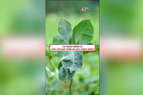 RA QUÂN TRỒNG CÂY LÊ GẮN VỚI PHÁT TRIỂN DU LỊCH CỘNG ĐỒNG