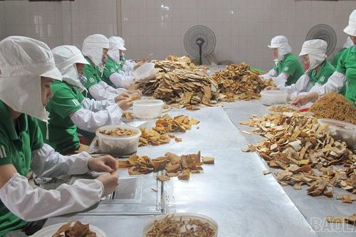 Khai thác dư địa phát triển lâm sản ngoài gỗ