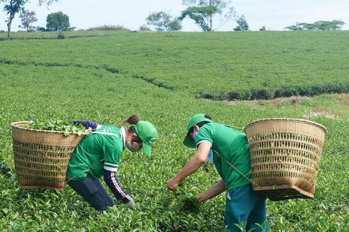 Phát huy thương hiệu Trà B'Lao gắn với du lịch