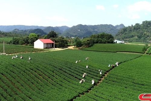 Vai trò của HTX trong phát triển kinh tế địa phương
