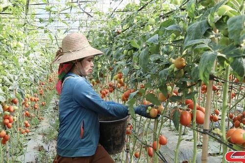 Nông dân Ngọc Chiến thi đua làm giàu