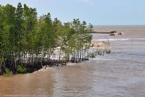 Bờ biển Đông tỉnh Cà Mau đứng trước nguy cơ sạt lở đặc biệt nguy hiểm