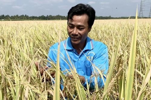 Mở rộng sản xuất phát thải thấp trên các cây trồng chủ lực