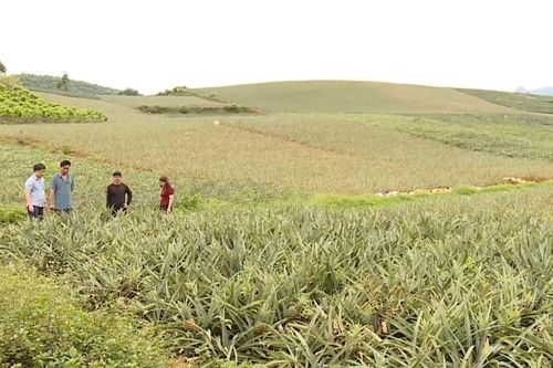 Xã Bất Bạt phát huy lợi thế nông nghiệp xanh