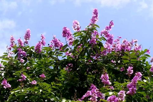 Hà Nội đẹp hơn từ những hàng cây đô thị đa sắc