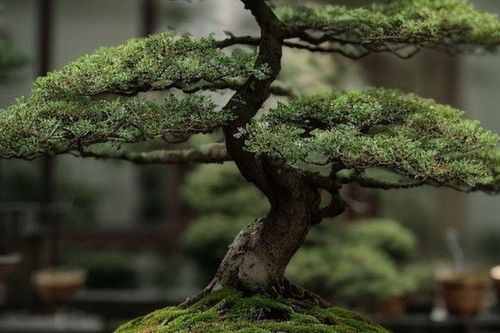 3 cây bonsai được xem là 'báu vật sống': Có cây giá ngang ô tô, mang ý nghĩa phong thủy đặc biệc