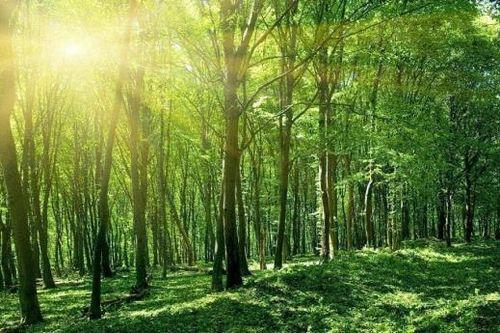 Du lịch trái phép trong rừng bị phạt đến 50 triệu đồng theo quy định mới