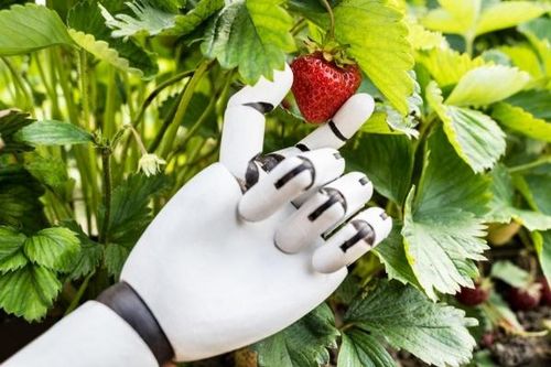 Công nghệ robot AI mới có thể tự điều chỉnh lực kẹp theo từng loại nông sản