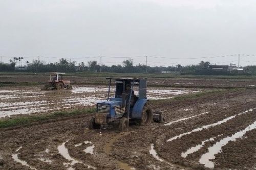 Quảng Trị: Triển khai các biện pháp chuẩn bị cho vụ Hè -Thu năm 2026