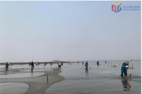 Quảng Ninh: Quản lý chặt chẽ bãi triều, mặt nước nuôi trồng thủy sản