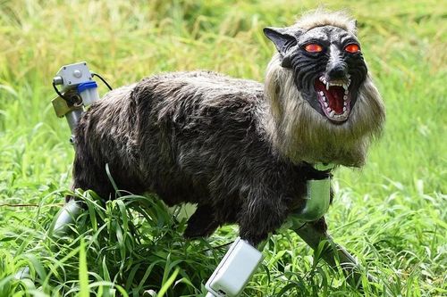 Vì sao robot 'sói quỷ' cháy hàng ở Nhật Bản