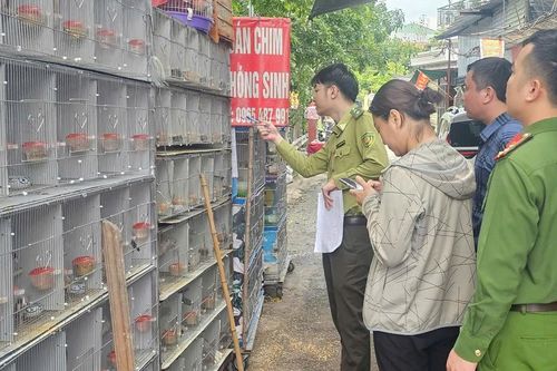 Phát hiện gần 1.000 cá thể chim hoang dã bị nuôi nhốt, mua bán tại Hải Phòng