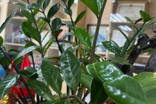 Cây kim tiền hợp tuổi nào nhất? Bí mật phong thủy giúp gia chủ tiền vào như nước