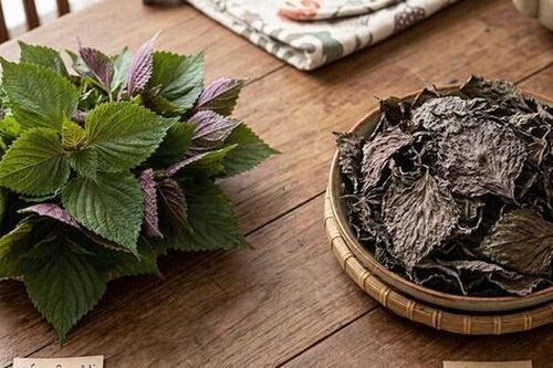 Nước lá tía tô tươi và tía tô khô, loại nào tốt hơn cho sức khỏe?