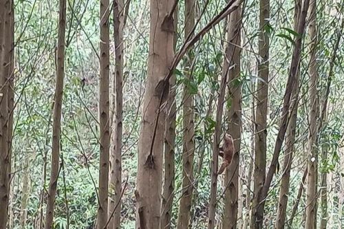 Đi lấy củi, người đàn ông phát hiện cu li quý hiếm dưới hố bỏ hoang