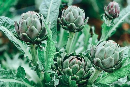6 vị thuốc quen thuộc giúp mát gan trong ngày nắng nóng