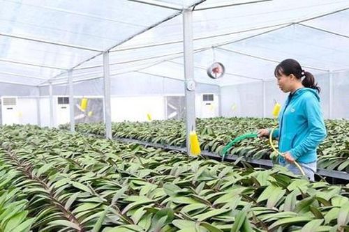 Hà Nội đề xuất thí điểm phát triển mô hình nông nghiệp sinh thái, nông nghiệp đô thị