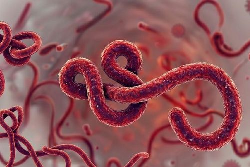 WHO cảnh báo dịch Ebola bùng phát, TP.HCM ra thông báo mới