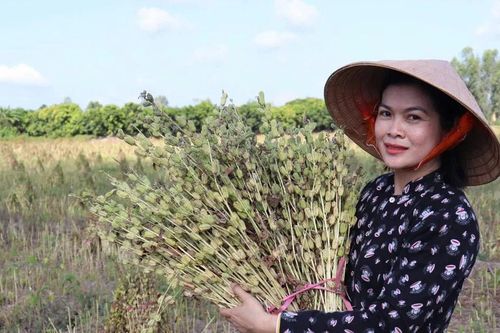 Tìm hướng phát triển kinh tế từ sản xuất vừng