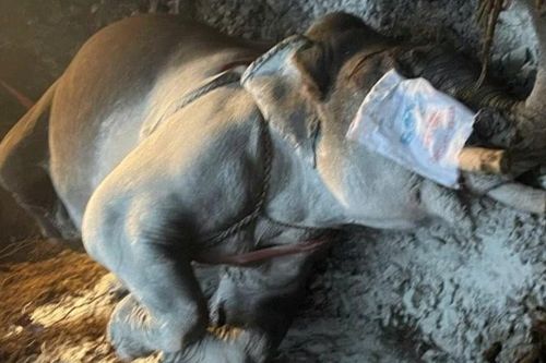 Một cá thể voi nhà ở Đắk Lắk chết chưa rõ nguyên nhân