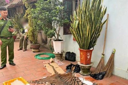 Khởi tố 3 vụ án vi phạm về động vật hoang dã, thu giữ nhiều xương hổ tại Bắc Ninh