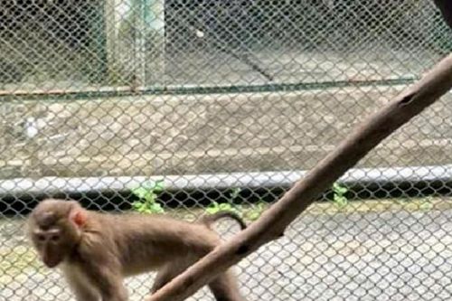 Vườn Di sản Phong Nha tiếp nhận nhiều động vật quý hiếm, bị đe dọa tuyệt chủng