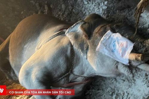 Một con voi nhà chết trong rừng chưa rõ nguyên nhân