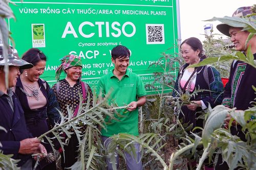 Trồng dược liệu, người Mông cất nhà gỗ lim tiền tỷ, cho con đi học nước ngoài