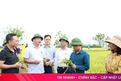 Vụ lúa xuân ở Hà Tĩnh thắng lợi khẳng định hiệu quả tái cơ cấu nông nghiệp