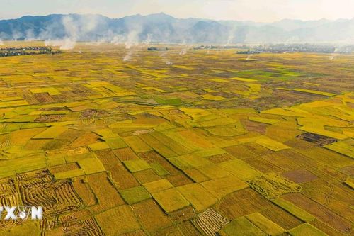 Điện Biên: Bình yên mùa vàng nơi lòng chảo Mường Thanh
