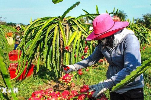 Xây 'hạ tầng phát thải thấp' cho ngành trồng trọt: 22 địa phương đã sẵn sàng