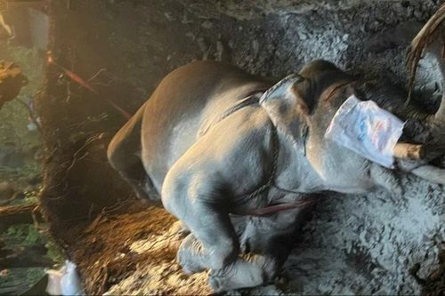 Đắk Lắk: Một cá thể voi nhà chết chưa rõ nguyên nhân khi thả nuôi trong rừng