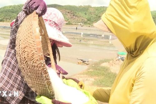 Quảng Ngãi: Nâng cao giá trị gia tăng cho ngành muối theo hướng bền vững