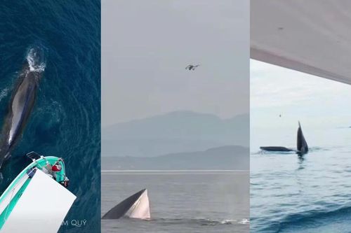 'Săn' ảnh cá voi: Đừng biến động vật hoang dã thành nội dung câu khách