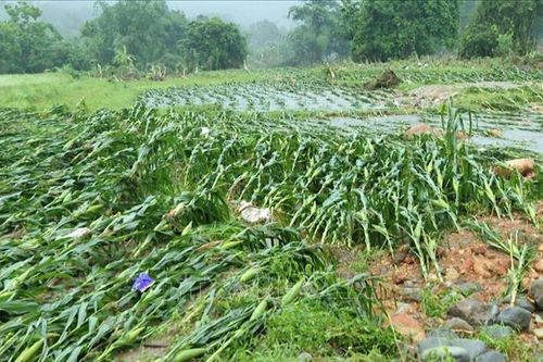 Quảng Ninh: Mưa lũ gây thiệt hại lớn về tài sản và nông nghiệp tại Quảng Tân