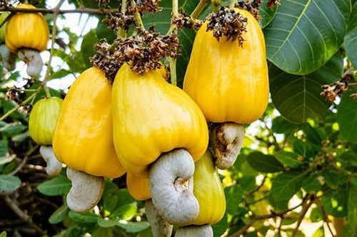 Khơi nguồn giá trị, nâng tầm hạt điều Việt