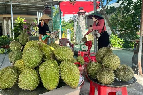 Đồng Tháp nâng chuẩn vùng trồng mở lối ra cho sầu riêng
