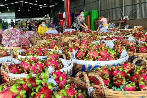Giá thanh long giảm sâu đẩy nhiều nhà vườn thua lỗ