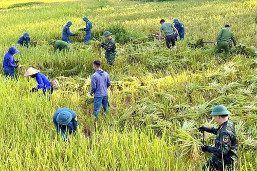 Thắm tình quân dân mùa gặt