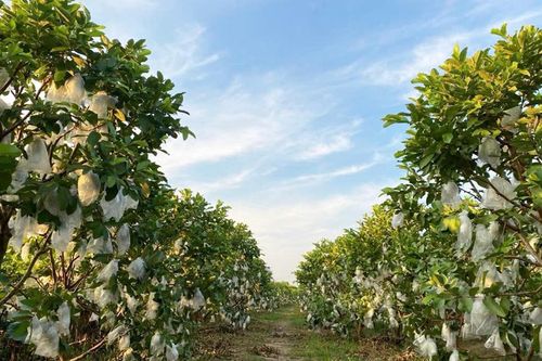 Bắc Ninh: Xuất khẩu lô ổi thành công sang thị trường Anh