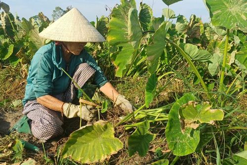 Hiệu quả trồng môn hương trên đất lúa